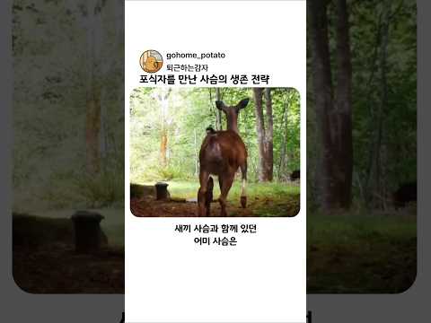포식자를 만난 사슴의 생존 전략