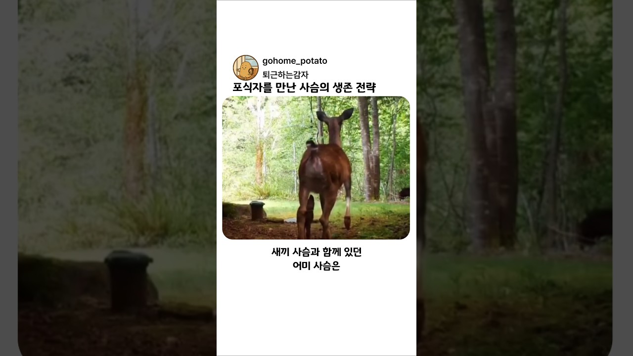 포식자를 만난 사슴의 생존 전략