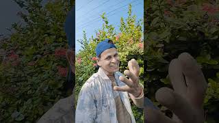 Phool Aur Angaar 1993 , Featuring Mithun Chakraborty, Shantipriya Sung Kumar Sanu, Sujata Goswamy