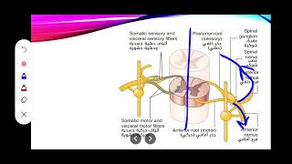 التشريح العام || الفصل ١١- الاعصاب الشوكية