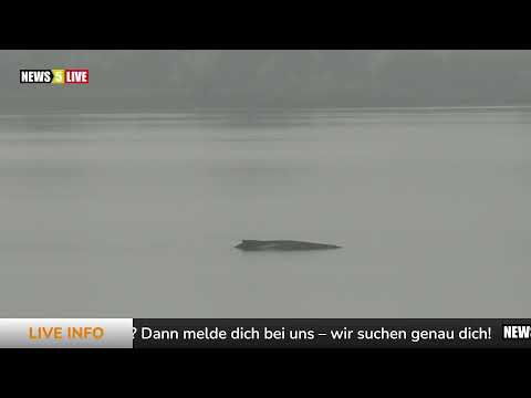 LIVE: Buckelwal "Hope" - Tag 9