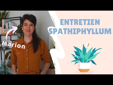 Vidéo: Comment Faire Fleurir Le Spathiphyllum