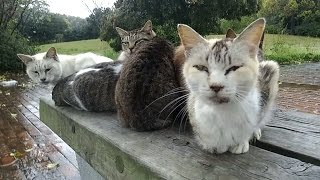 東屋で雨宿りする野良猫