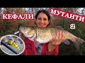 Риболов на Речни КЕФАЛИ-МУТАНТИ на Марица Част 2! Нов Личен Рекорд/ Chubs-Mutants Fishing on River