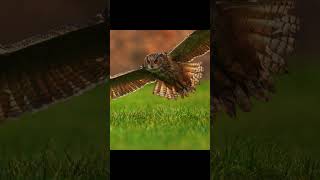 Can your screen handle this? 4K HDR Real (4K/8K TV) #wildlife #cinematic #hd60x #birds #nature
