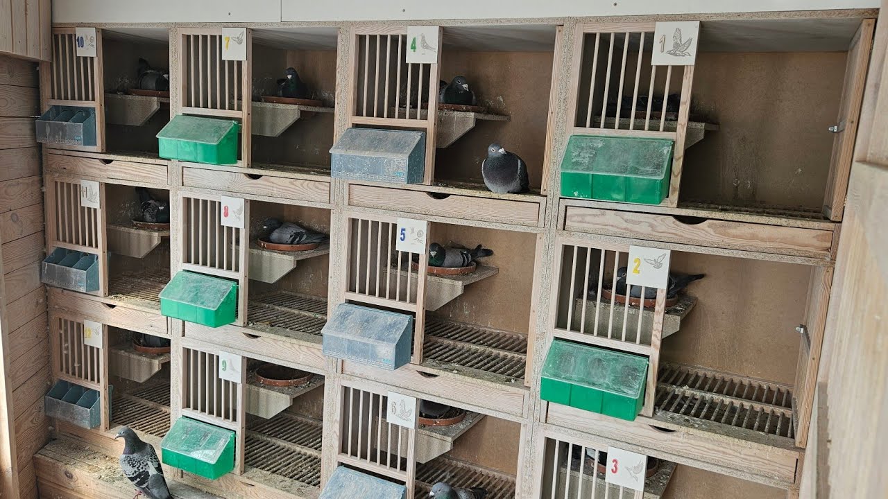 SEZON LĘGOWY - SUPLEMENTY, KARMIENIE ORAZ DUŻO WSKAZÓWEK✅️ ABY STARE NIE BYŁY 