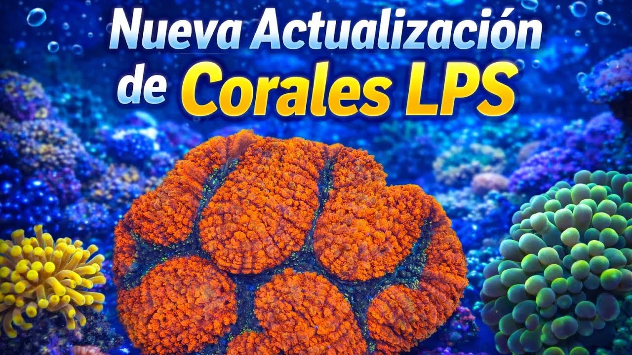 Nuevos LPS premium disponibles