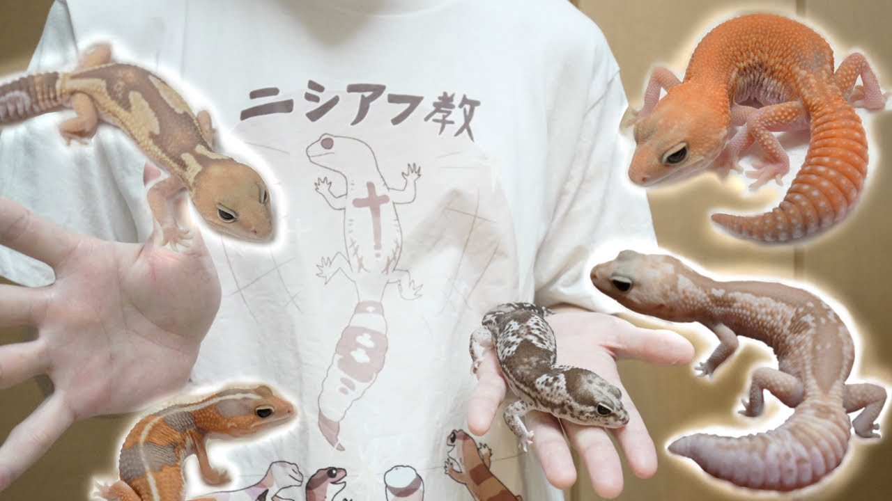 ニシアフ8匹、全員を紹介！