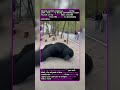 🦍 THE SMELLY SHOE! Gorilla Prank Gone Wrong #funny #prank #humor #gorillatagfun