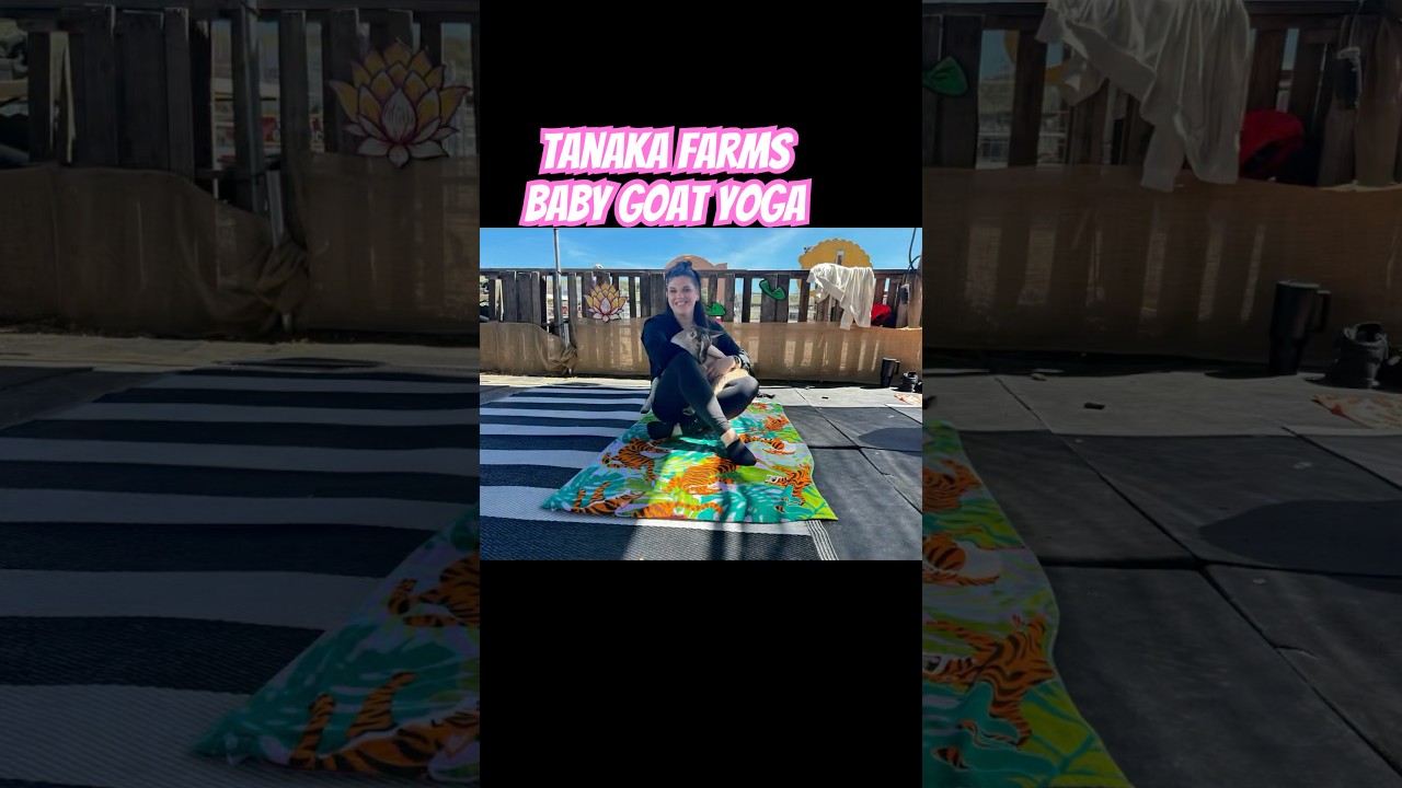 I went to Tanaka Farms in Irvine for baby goat yoga! 🐐 