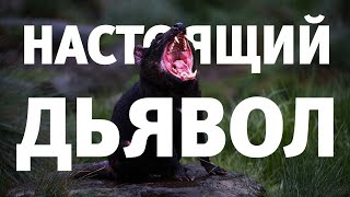 Дьявол среди нас. Тасманский дьявол - что за зверь такой?