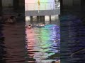 नींद मोरिया || गणपति विसर्जन