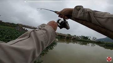Câu cá thát lát bằng mồi giun như thế nào |Slice fishing | Câu cá thát lát( mè leo)