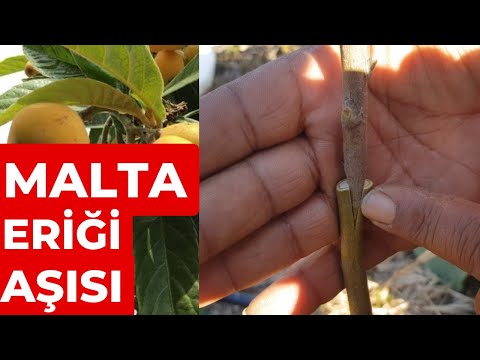 Malta Eriği ( Yeni Dünya ) muşmula. Malta eriği nasıl aşılanır.