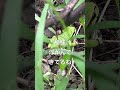 模様があると目印になって追跡する楽しみがあります(2025/10/09) #アマガエル