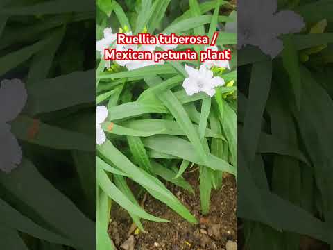 Video: Kan ek ruellia oorplant?