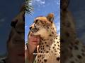 When a cat purrs nearby humans may be therapeutically benefiting from these vibrations #cheetah