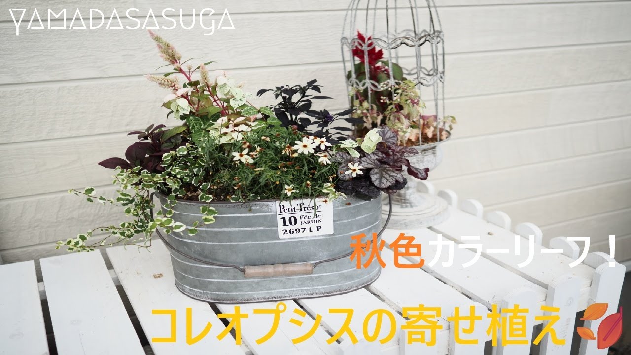 秋色カラーリーフ！コレオプシスの寄せ植え🍂