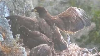 Scuffle Between the Kids at West End Bald Eagle Nest Explore.org 5-3-24