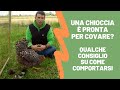 Chioccia con pulcini. Cosa fare quando la nostra gallina non produce più uova e vuole covare