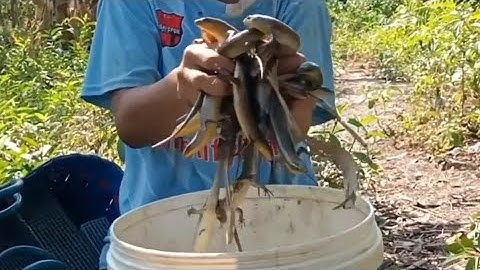 Cách tôi bắt được nhiều rắn mối