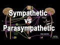 Autonomic nervous system sympathetic vs parasympathetic animation