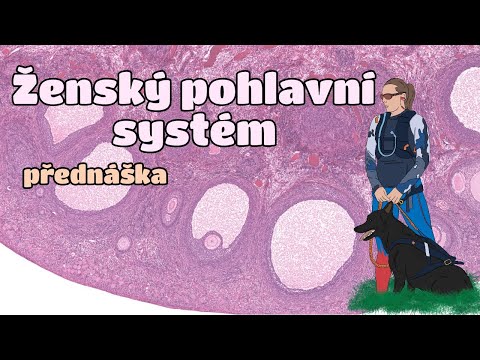 Video: Rozdíl Mezi Cervix A Děloha