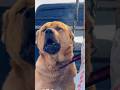 Kangal vs Alabai Fight: 743 PSI vs 650 PSI! 🐕🔥