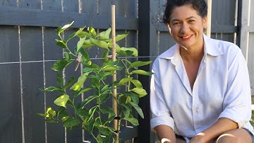 How to espalier fruit trees