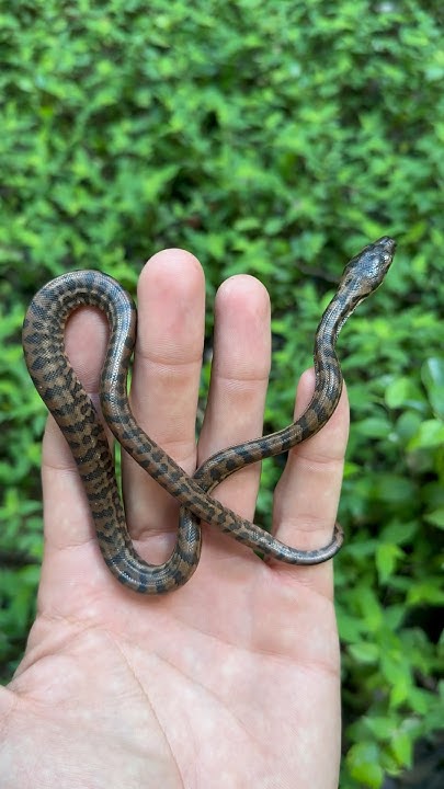 I think this is the prettiest baby Coastal Carpet Python I relocated ...