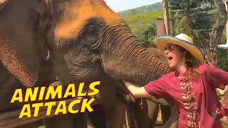 Funny Animals ATTACK Caught on Camera! Animals Encounter || PETASTIC 🐾