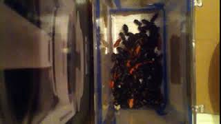 IMG 8195 503