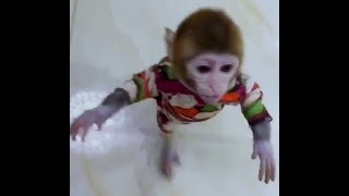 Sprint to Your Heart My Monkey's Amazing Run Towards Me!#monkey #cuteanimals #funnyvideo by Allen me 2,520 views 2 months ago 1 minute, 14 seconds