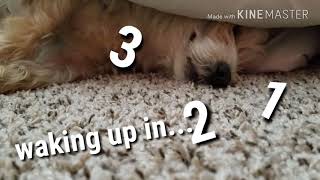 Waking up a cute puppy - Dachshund Schnauzer Mix (Schnoxie) Hilarious Dog Reactions!