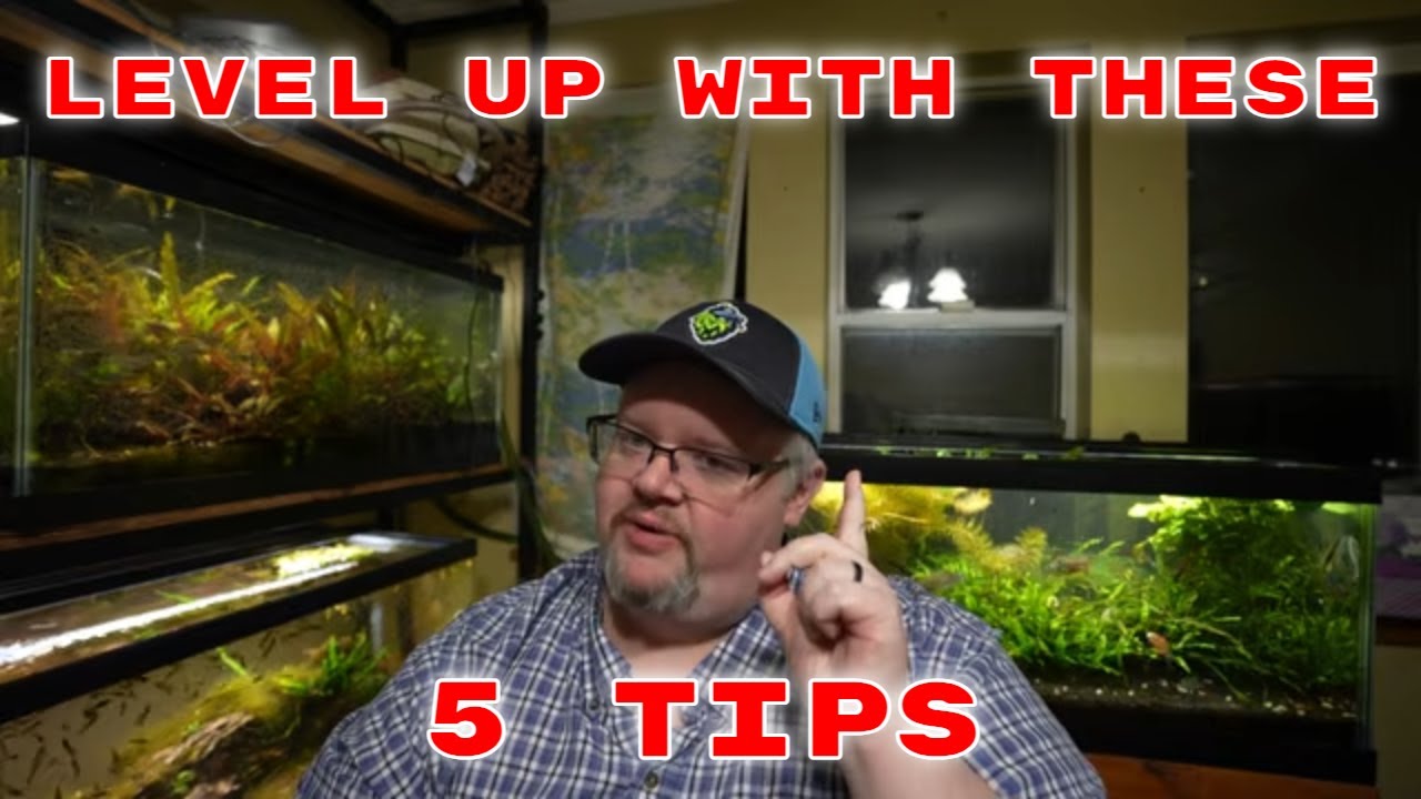 5 советов, как мгновенно улучшить свой аквариум