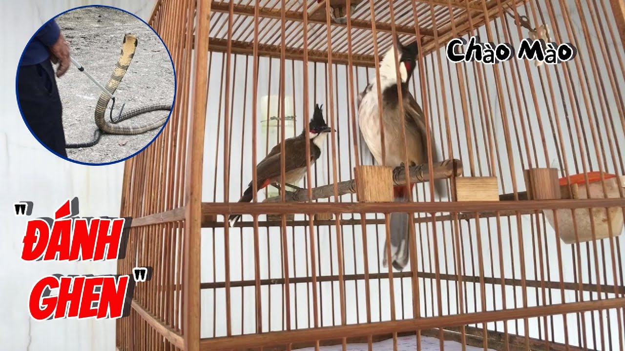 Liều Mình Vào 'ĐẢO RẮN' Tìm Tổ Chim - Tận Mắt Thấy CHÀO MÀO 