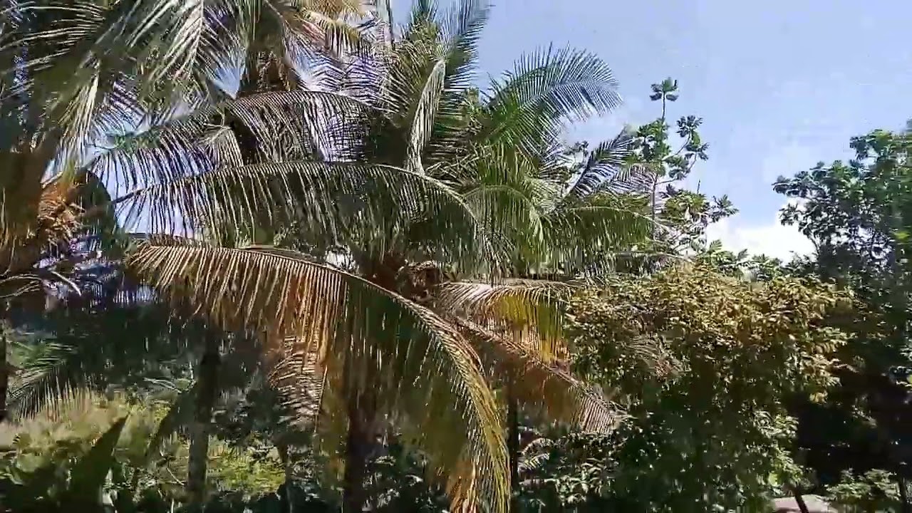 Island adventure.. Island of Tonoas