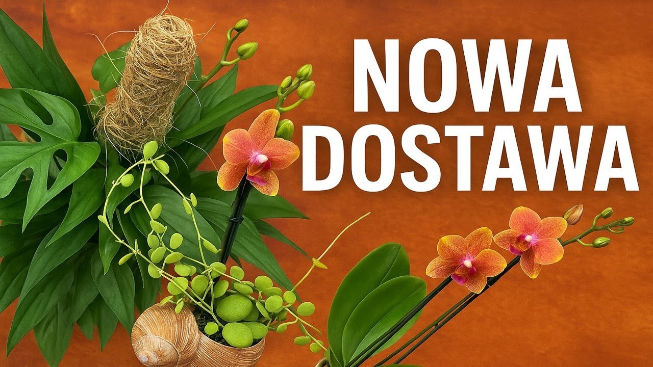 Pachnące storczyki, epipremnum baltic blue, hoya sarawak creak i wiele innych roślin w dostawie ❤️🧡