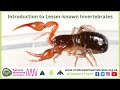 Introduction to Lesser Known UK Invertebrates