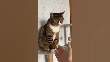 Умный кот 1.5 млн в ТикТок