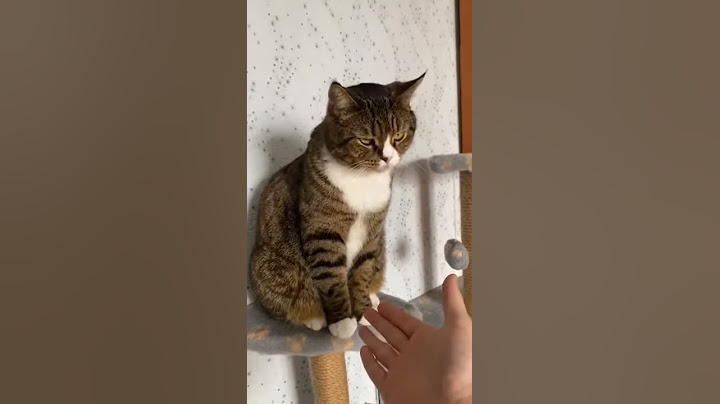 Умный кот 1.5 млн в ТикТок