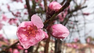 Rain-Soaked Peach Blossoms - TTJanePro & YamVN Tyros【collab】
