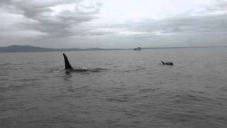 2016 Encounter 18 - J pod by Ken Balcomb 898 views 8 years ago 1 minute, 22 seconds
