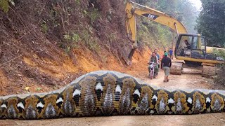 Ten gigantyczny wąż bije wszelkie rekordy! Największe węże świata...