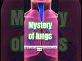 physiology of lungs that is the mysterious organ of your body