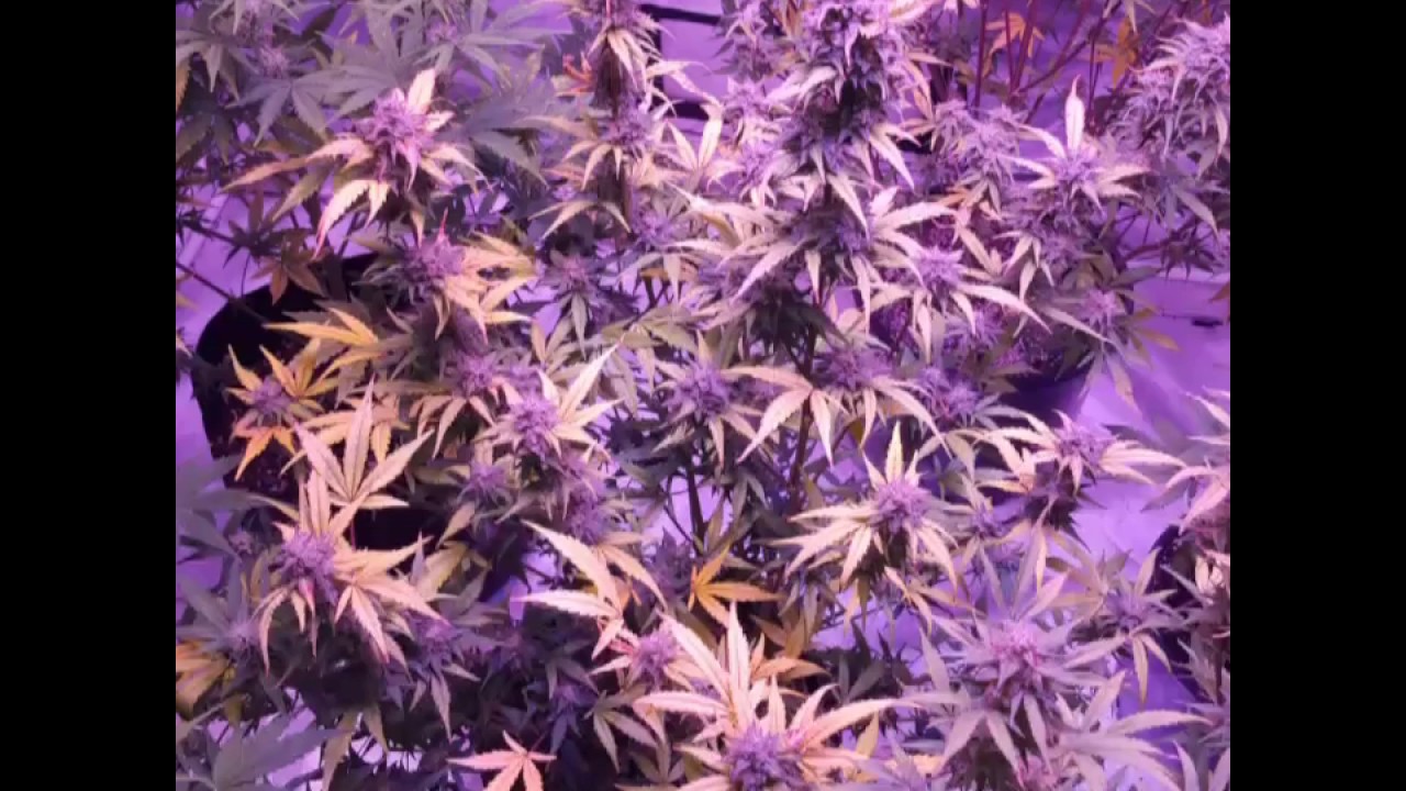 Autoflower week 12 done flowering. YouTube