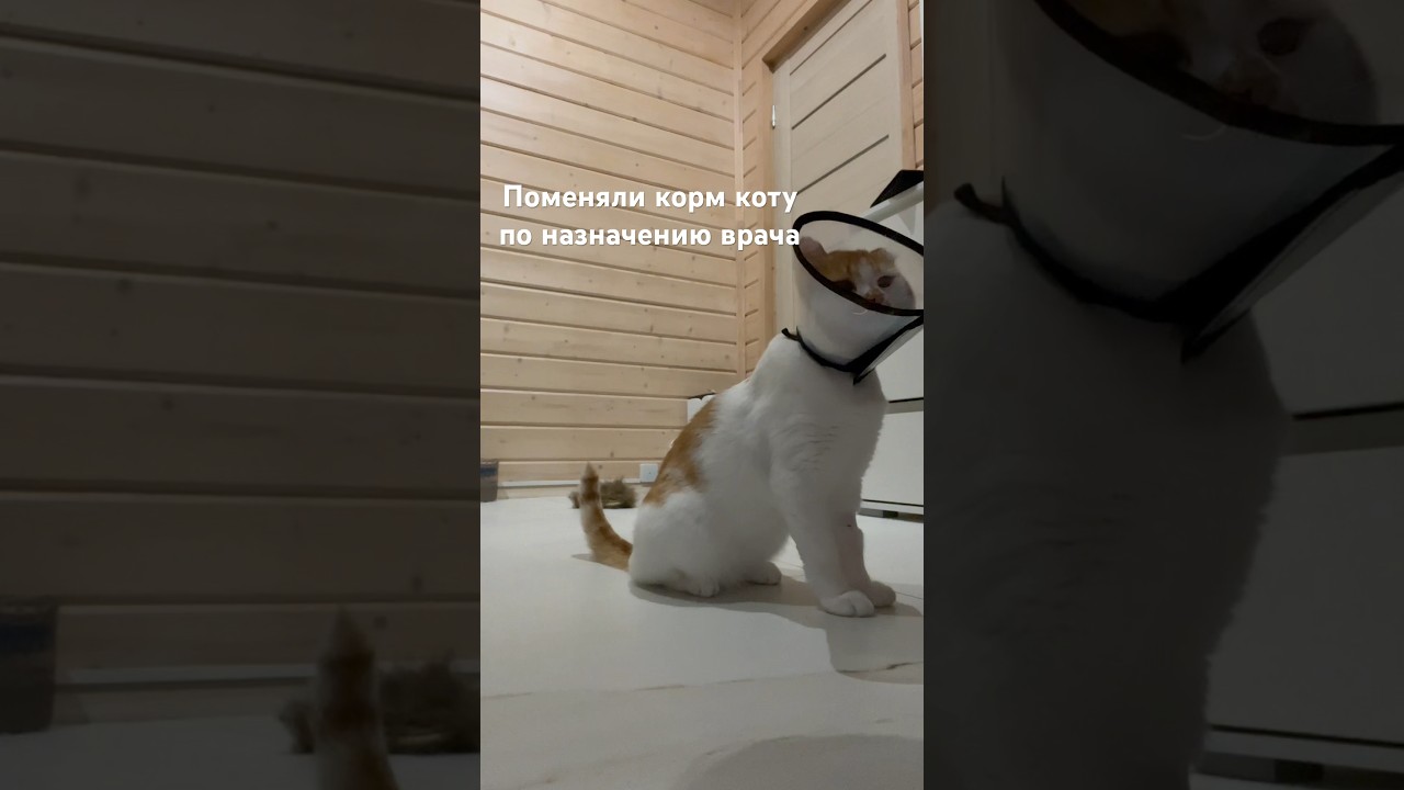 Мелисса раньше ел Purina one 