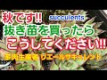 【多肉植物】初心者さん‼️ 秋です‼️抜き苗を買ったら‼️2020年10月13日