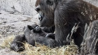 Baby Gorilla Born at Animal Kingdom