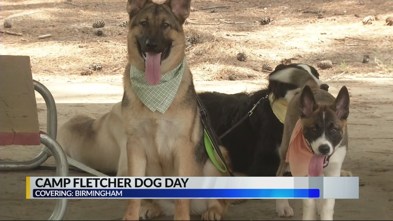 Camp Fletcher Dog Day YouTube